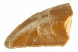 Serrated Raptor Tooth - Real Dinosaur Tooth #332829-1